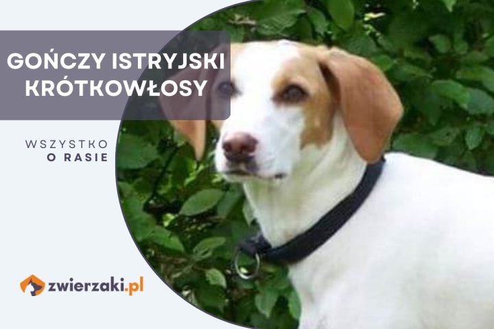 gończy istryjski krótkowłosy