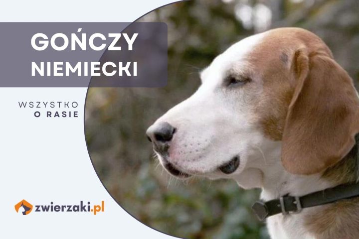 gończy niemiecki