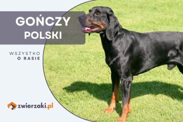 gończy polski