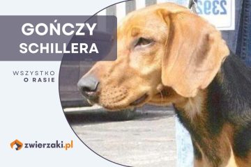 gończy schillera