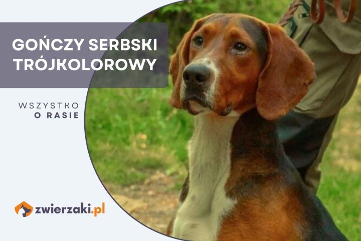 gończy serbski trójkolorowy