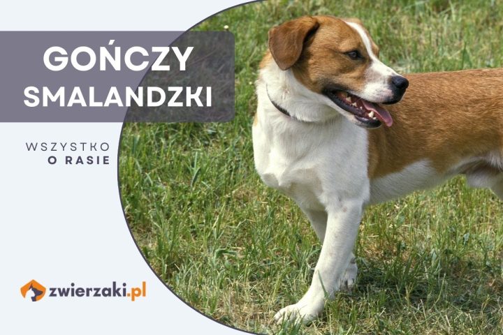 gończy smalandzki