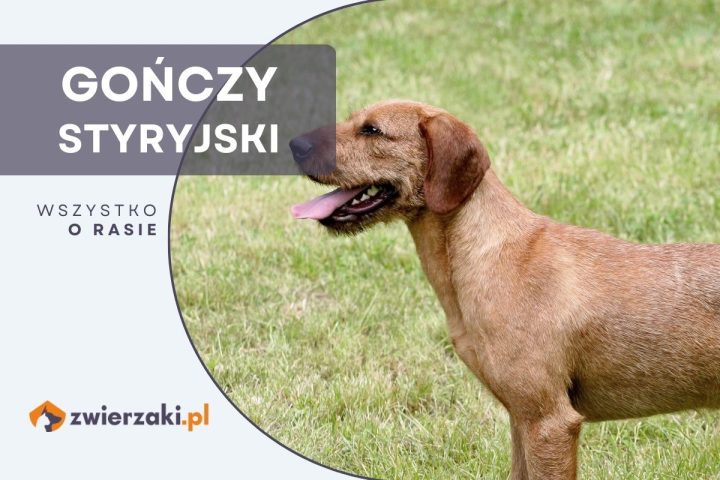 gończy styryjski