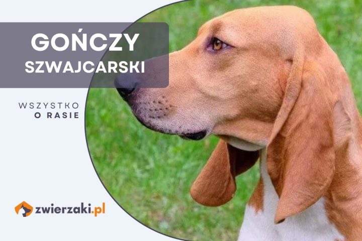 gończy szwajcarski