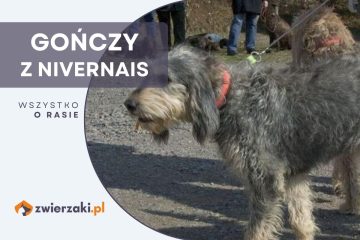 gończy z nivernais