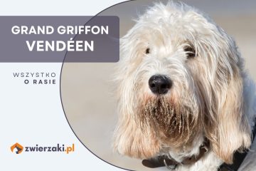 grand griffon vendeen