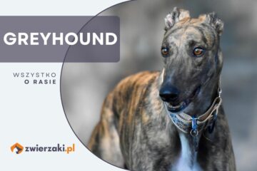 Greyhound