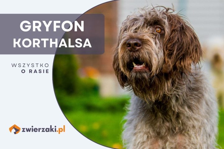 gryfon korthalsa