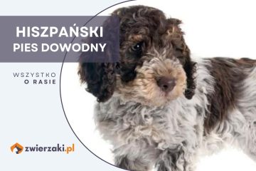 hiszpański pies dowodny