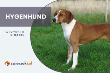 hygenhund