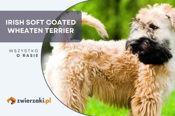 irish soft coated wheaten terrier