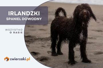 irlandzki spaniel dowodny