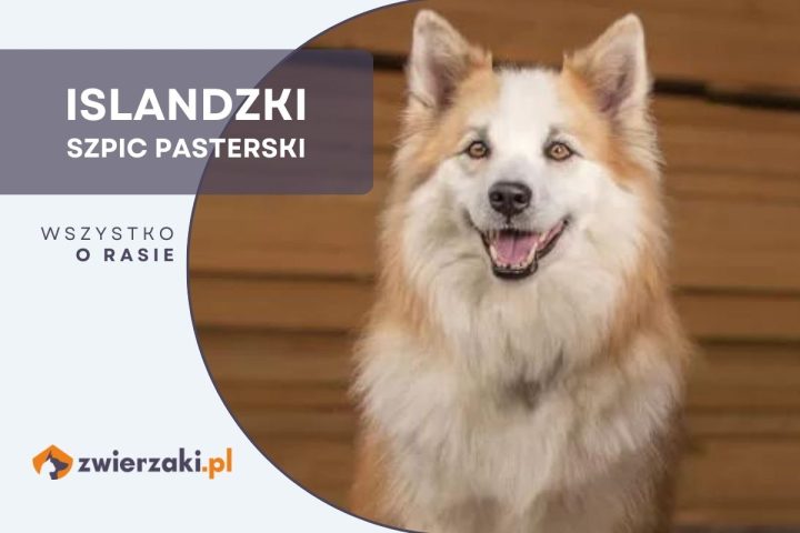 islandzki szpic pasterski