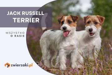 jack russell terrier