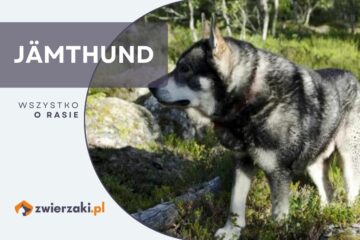 jamthund