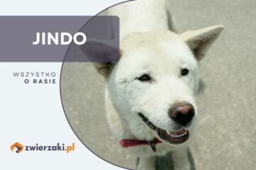 jindo