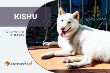 Kishu