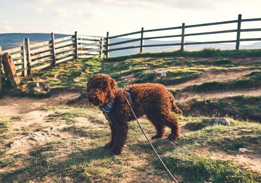 Lagotto romagnolo