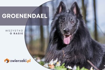 owczarek belgijski groenendael