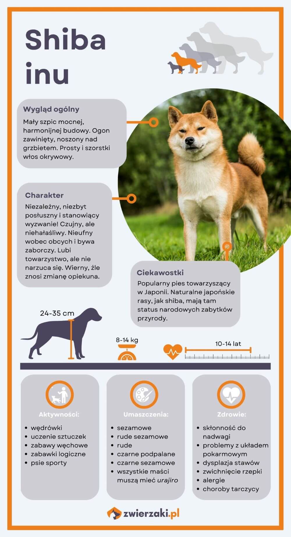 Shiba inu infografika