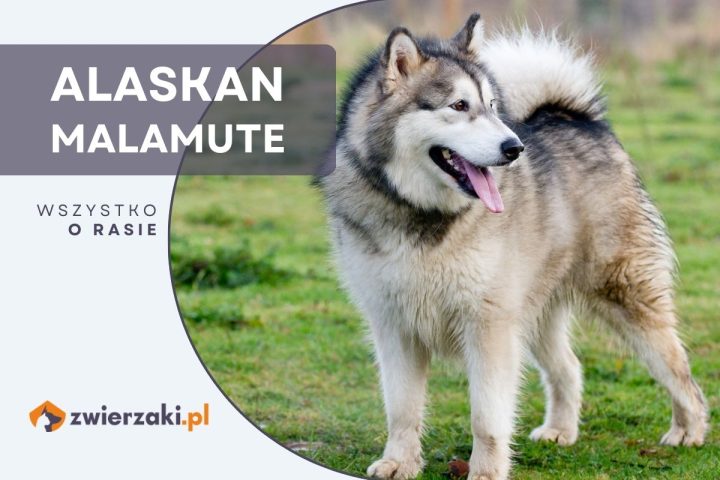 alaskan malamute