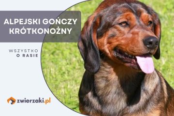 alpejski gończy krótkonożny