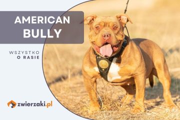 american bully