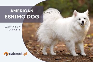 american eskimo dog