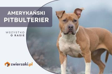 amerykański pitbulterier