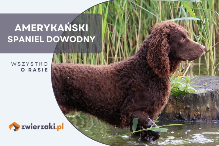 amerykański spaniel dowodny