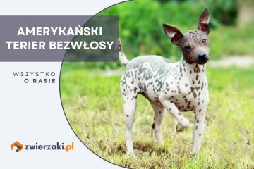 amerykański terrier bezwłosy