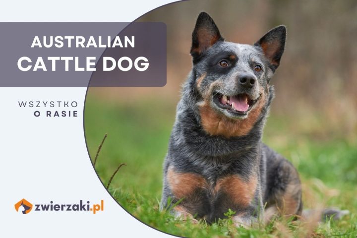 australian cattle dog