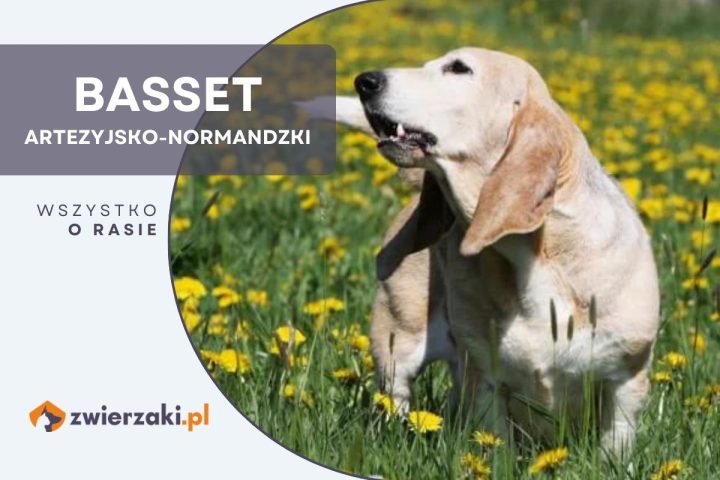 basset artezyjsko-normandzki