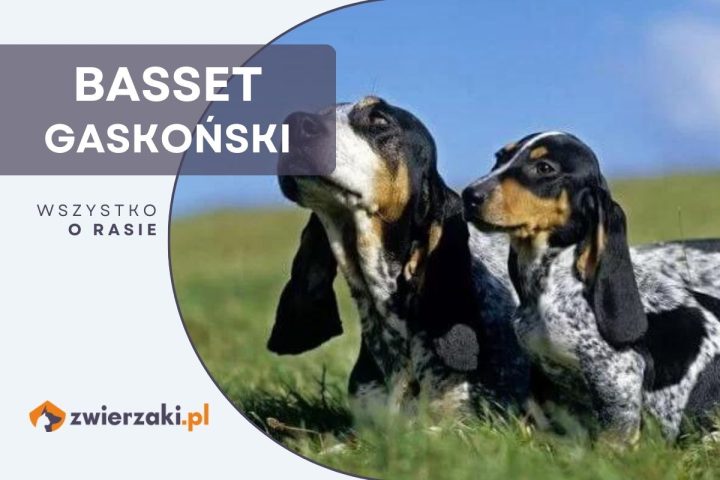 basset gaskoński