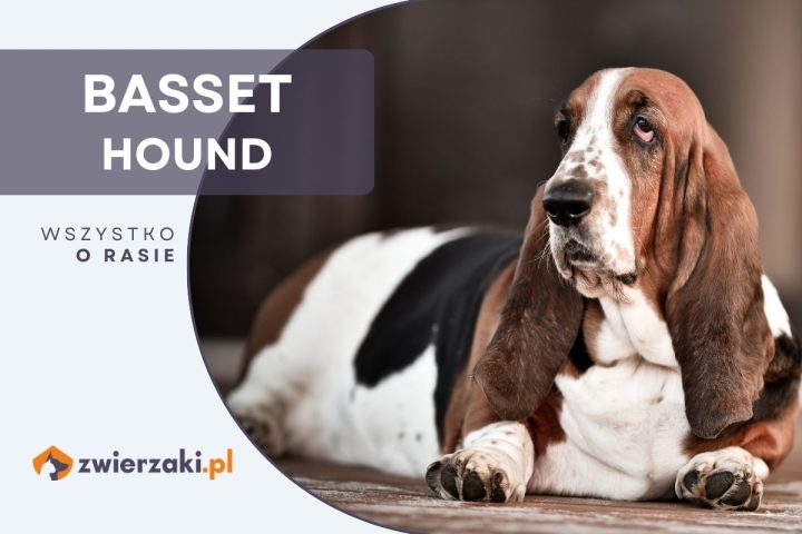 basset hound