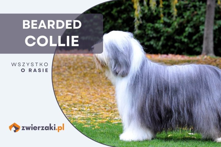 bearded collie