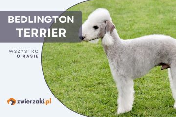 bedlington terrier