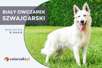 biały owczarek szwajcarski