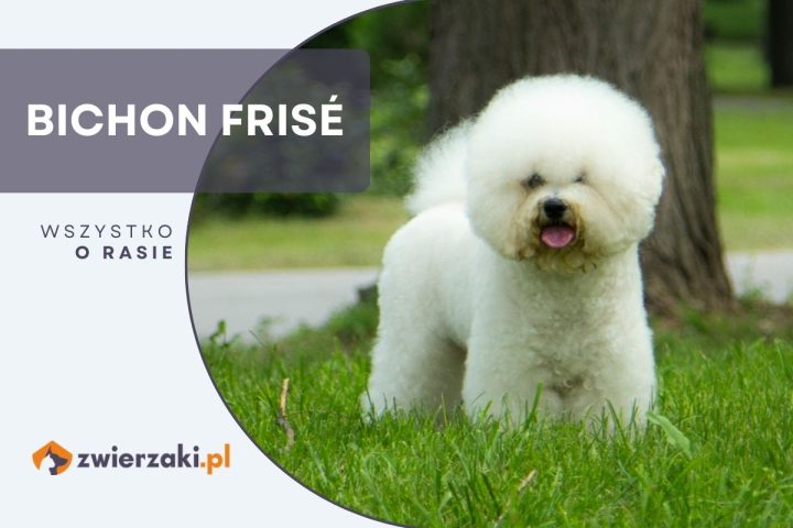 bichon frise