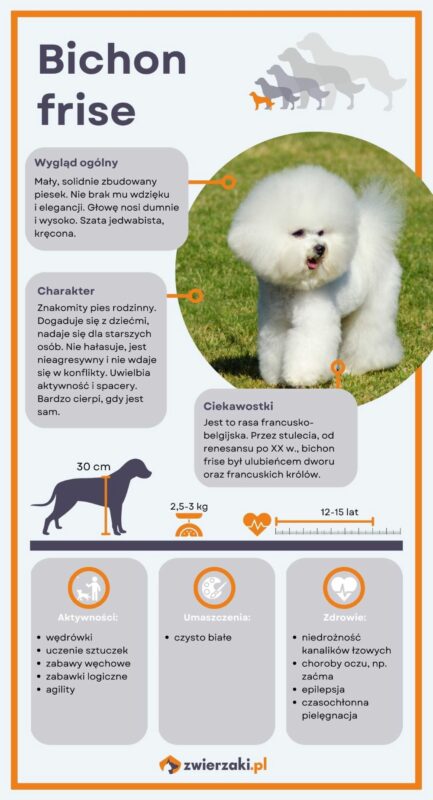 bichon frise infografika