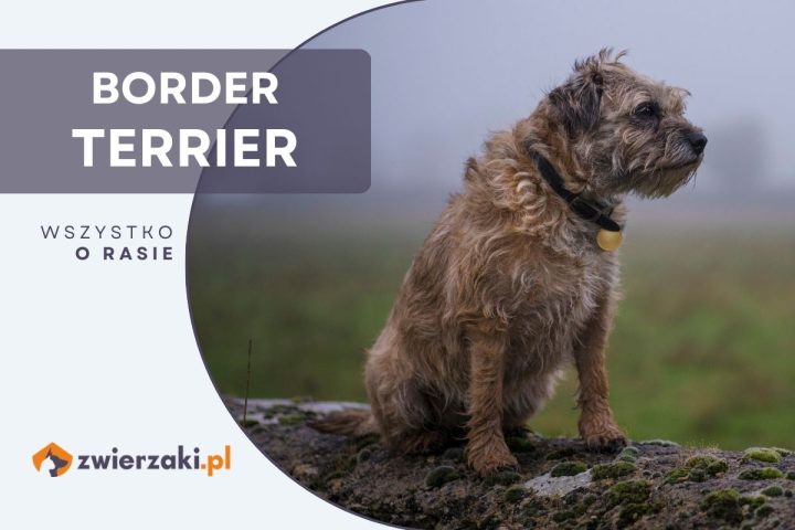 border terrier