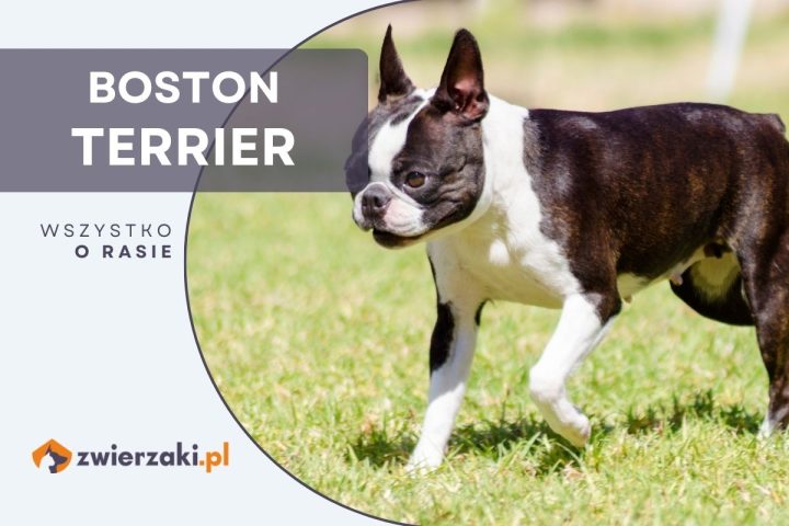 boston terrier