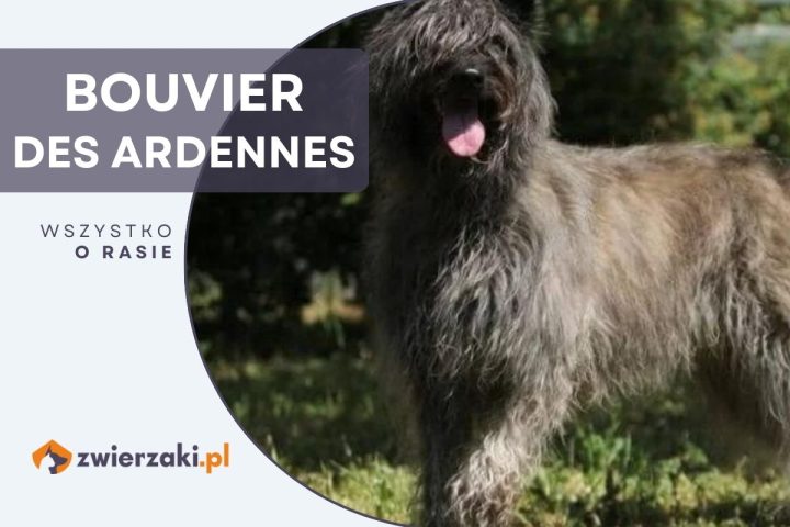 bouvier des ardennes