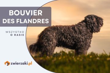 bouvier des flandres