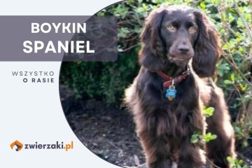 boykin spaniel