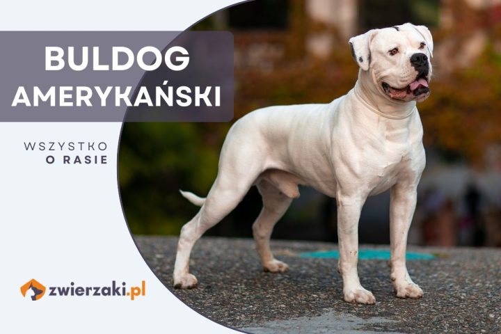 buldog amerykański