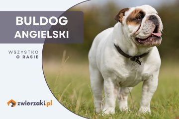 buldog angielski