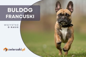 buldog francuski