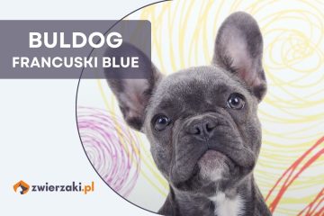 buldog francuski blue