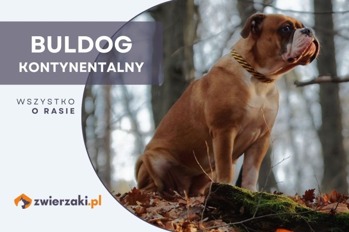 buldog kontynentalny